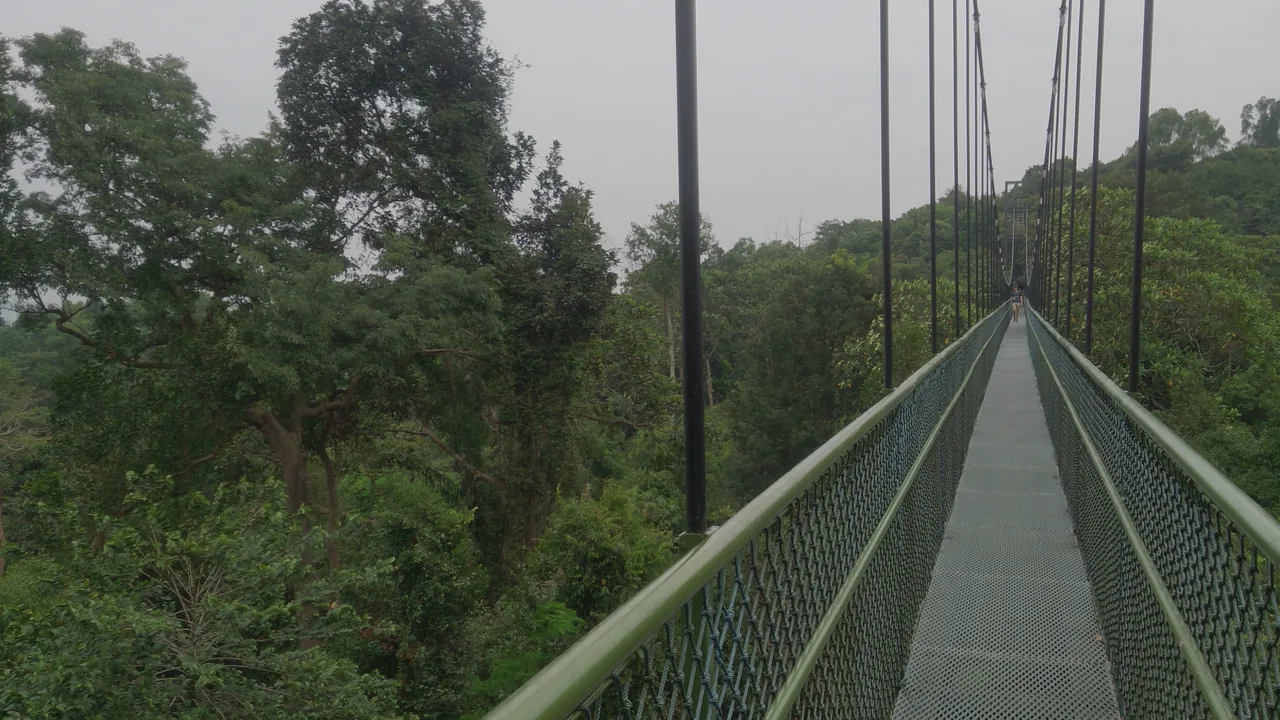 The HSBC TreeTop Walk suspension bridge in the MacRitchie nature reserve, Singapore The HSBC TreeTop Walk suspension bridge in the MacRitchie nature reserve, Singapore
