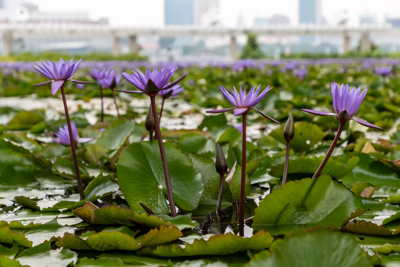 The museum's curved white petals rising from the reflecting lily pond seen from the promenade