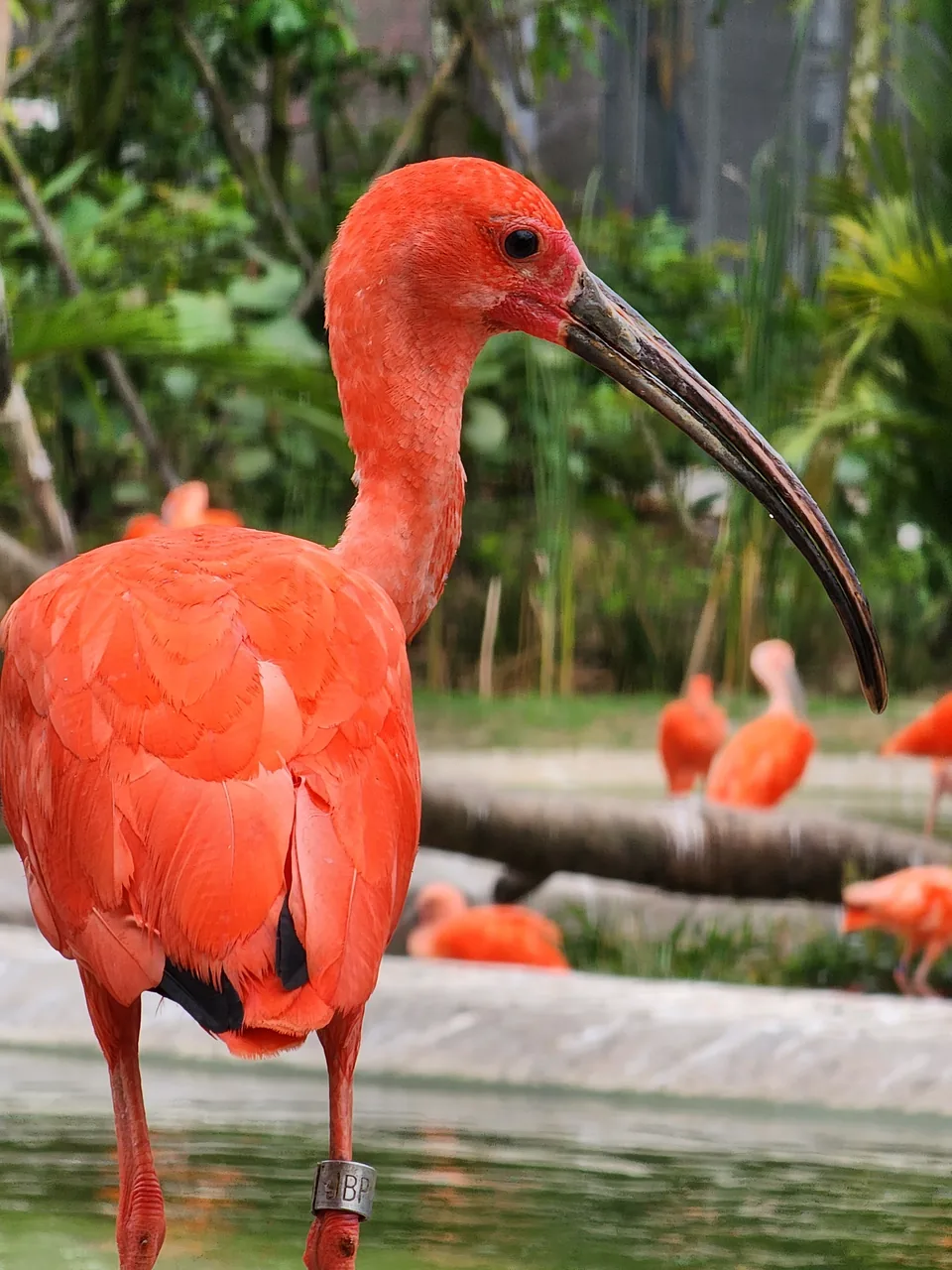 Seekor scarlet ibis, burung air berwarna merah menyala