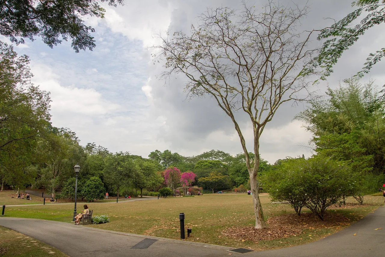A wide, leafy lawn and mature trees at the Singapore Botanic Gardens