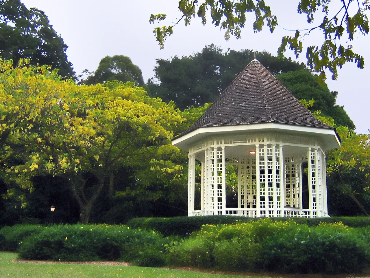 被高大雨树环绕的白色八角亭 Bandstand