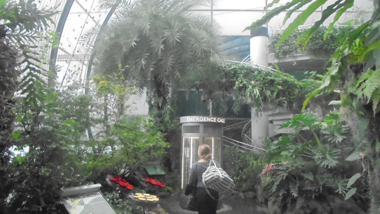 Butterfly Garden inside Changi Airport Terminal 3