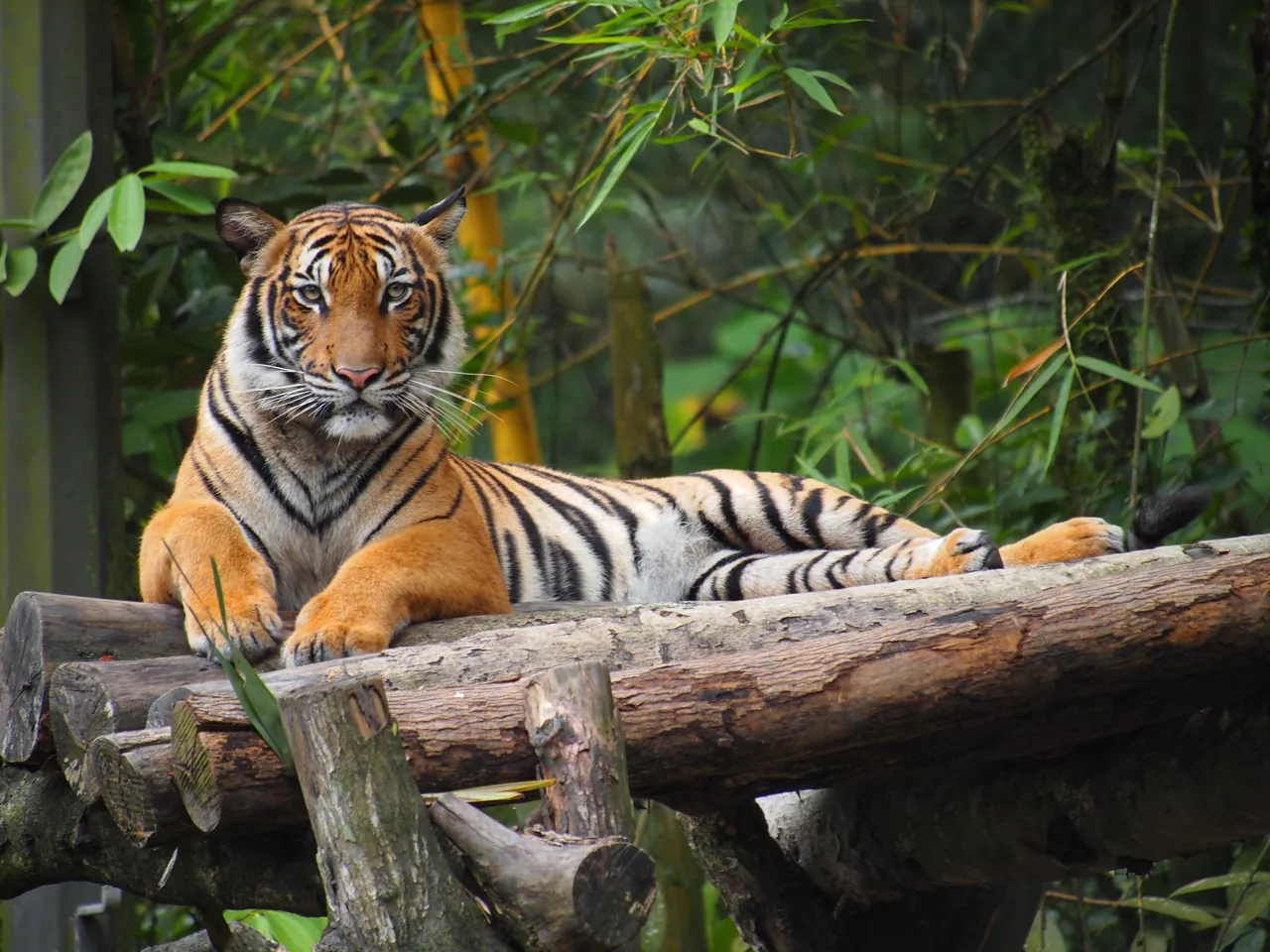 Malayan tiger sitting on a fallen log and facing the camera, green bamboo behind it