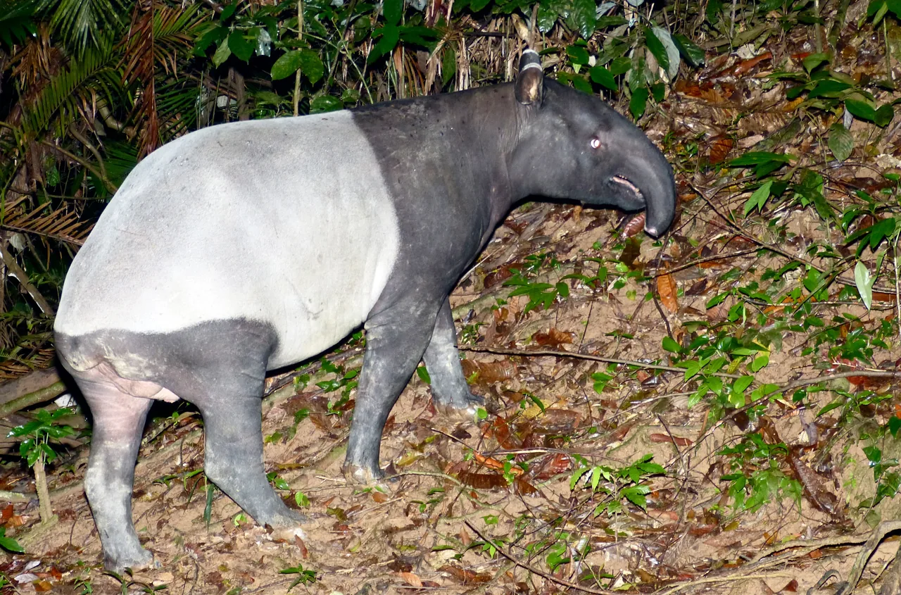 Malayan tapir standing on fallen leaves, with a white band around the middle of its body