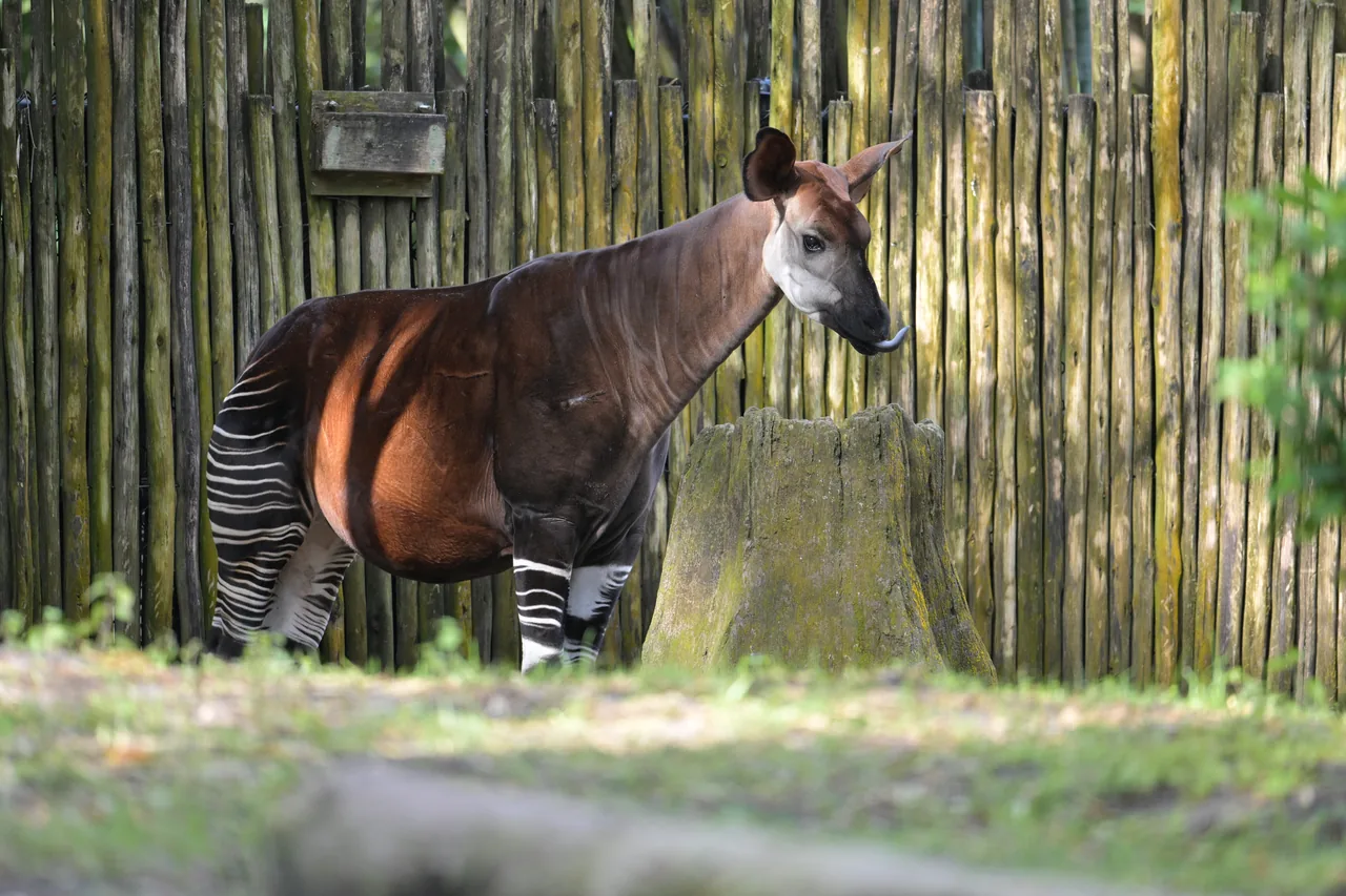 Okapi standing on grass, white stripes across its legs