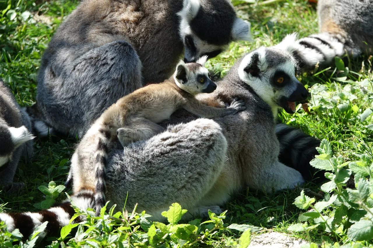 Several ring-tailed lemurs gathered on grass, one holding an infant against its chest