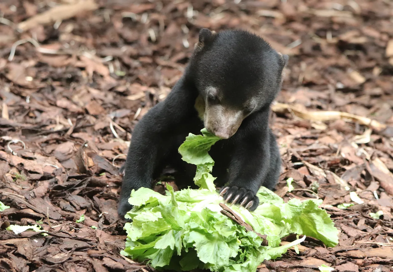 Malayan sun bear eating vegetables on the ground