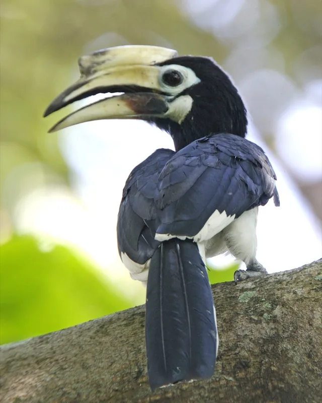 プラウ・ウビンで見られるサイチョウなどの野鳥