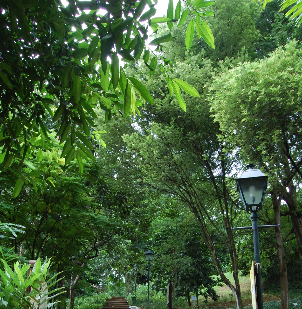 福康寧公園的磚砌臺階。臺階在茂密的樹木間往上,旁邊立著鑄鐵路燈
