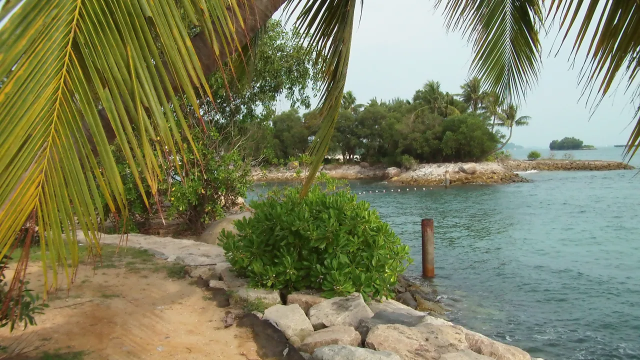 Palms leaning over the rocky shoreline at Siloso Beach on Sentosa, with calm green water