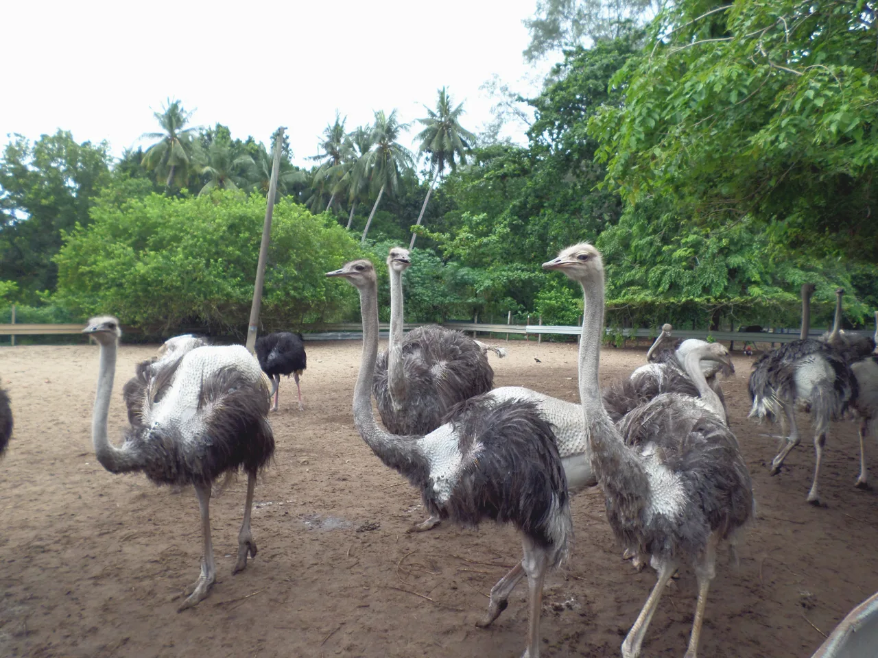 Ostriches standing on the sand of an enclosure at Desaru Ostrich Farm with palms behind