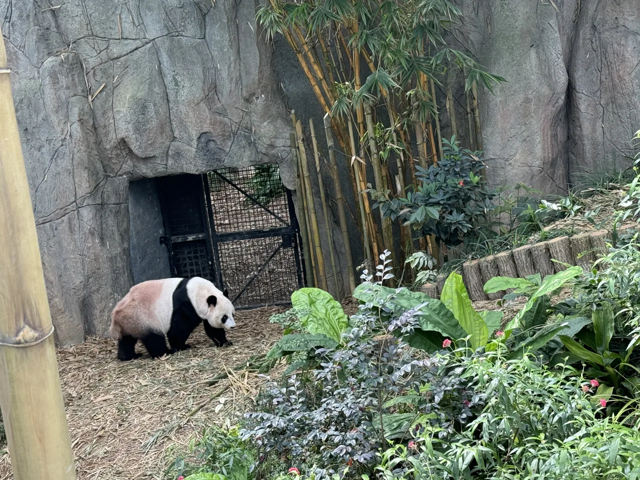 A giant panda walking across an outdoor area of rock and bamboo