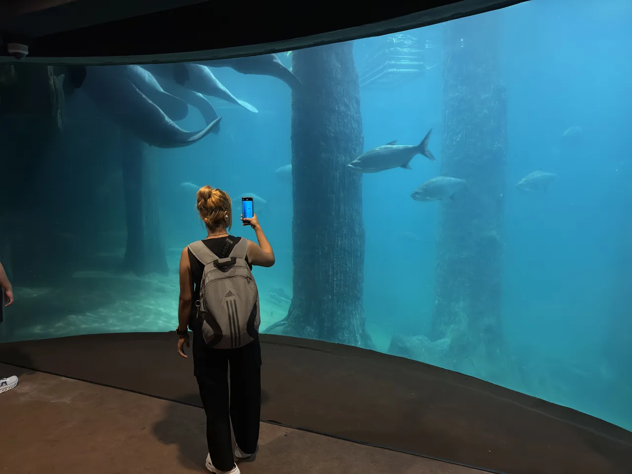 A visitor watching manatees swim between submerged tree trunks in a large tank