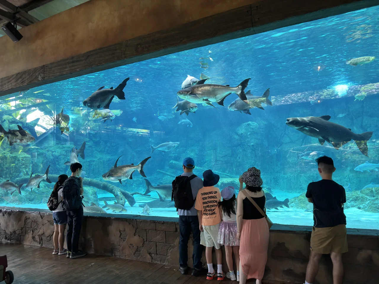A family standing at the Mekong River tank watching large freshwater fish