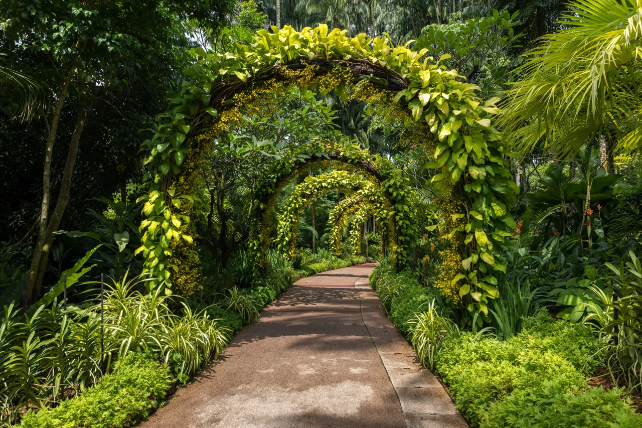 A wooden bench on a paved circle facing a bank of tropical plants and palms in the Singapore Botanic Gardens