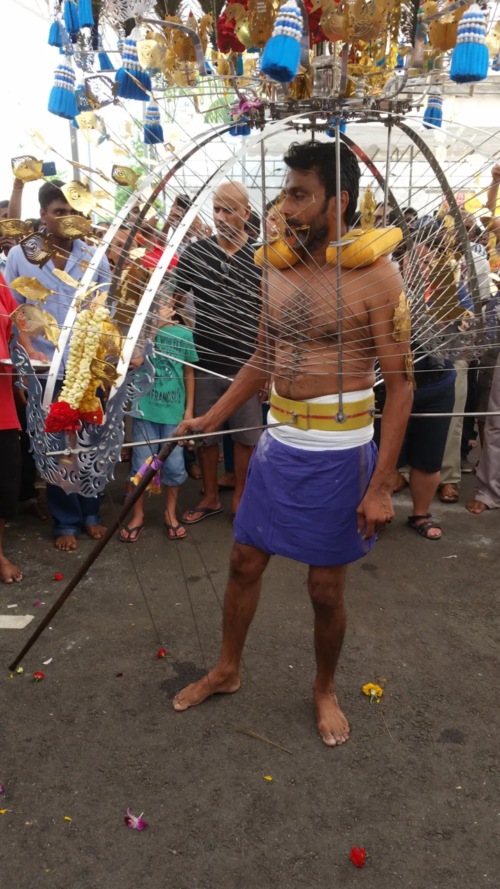 A Thaipusam participant carrying an arched kavadi decorated with peacock feathers and gold ornaments held to the body with metal skewers