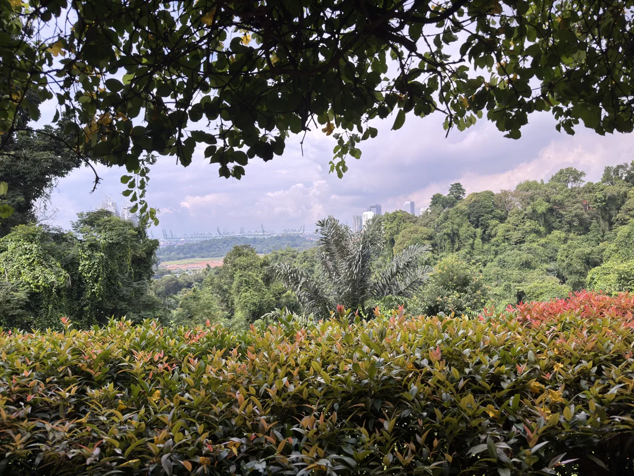 The view from Mount Faber Peak at dusk, with flowering shrubs in front and a violet sky over the treeline