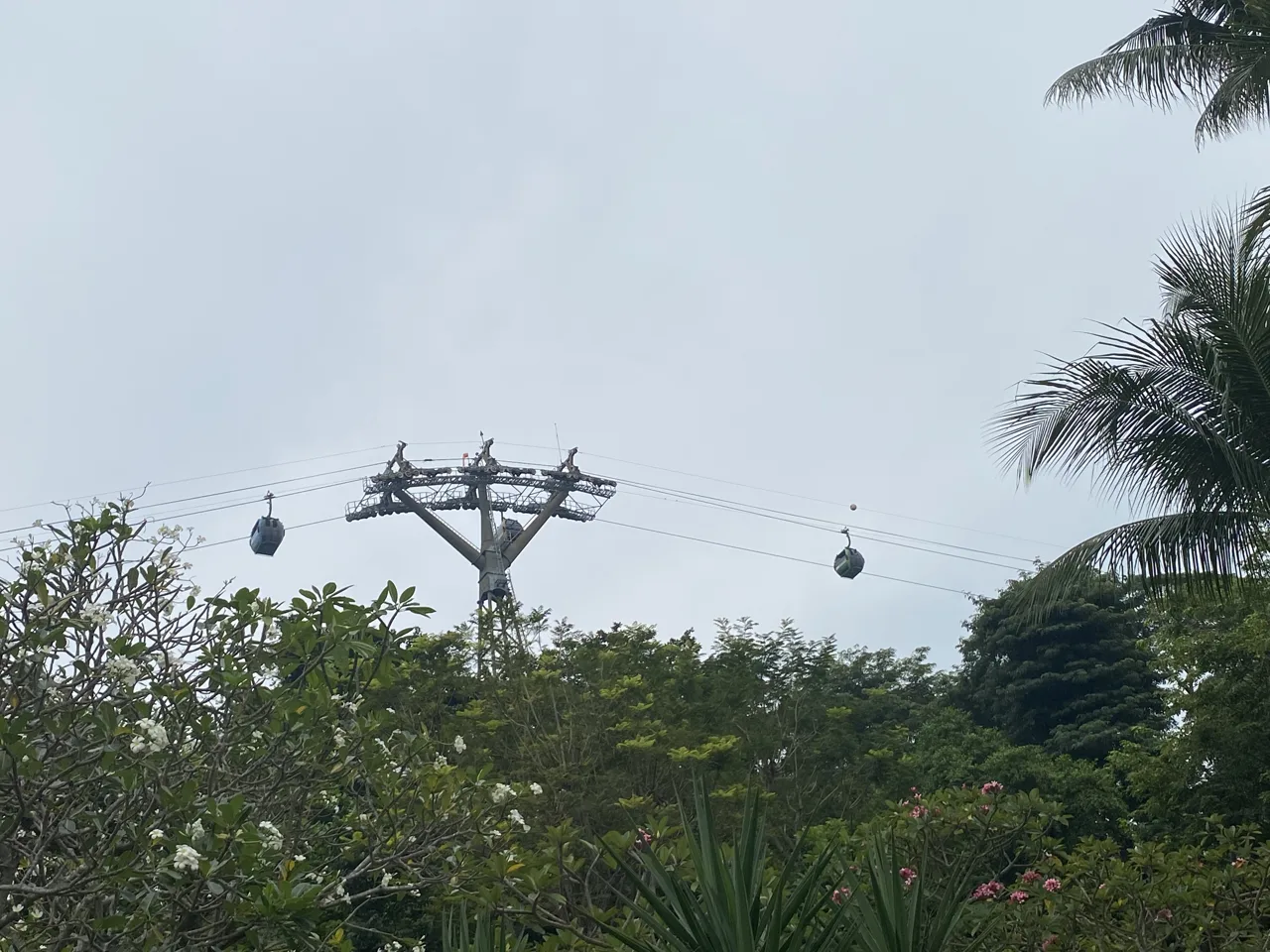 Cable car cabins and a pylon above the treetops on Sentosa