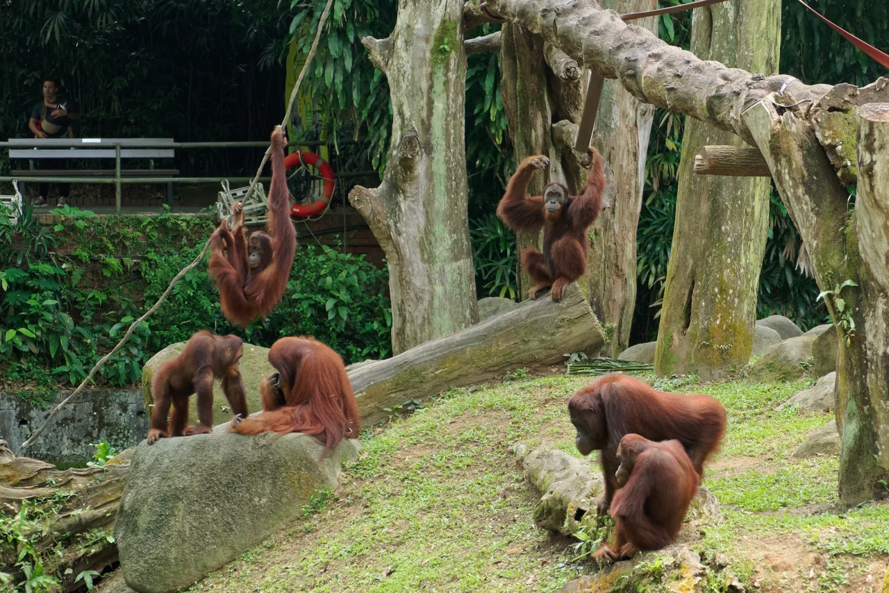 Six orangutans of different ages on ropes, rocks and grass in an open unfenced area at Singapore Zoo