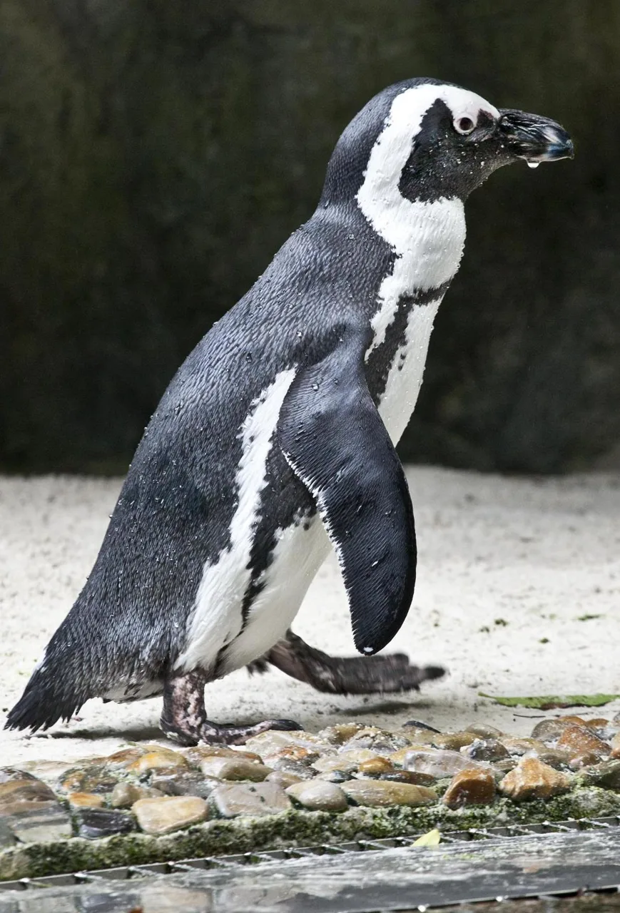 An African penguin standing on rock at the edge of a pool at Singapore Zoo