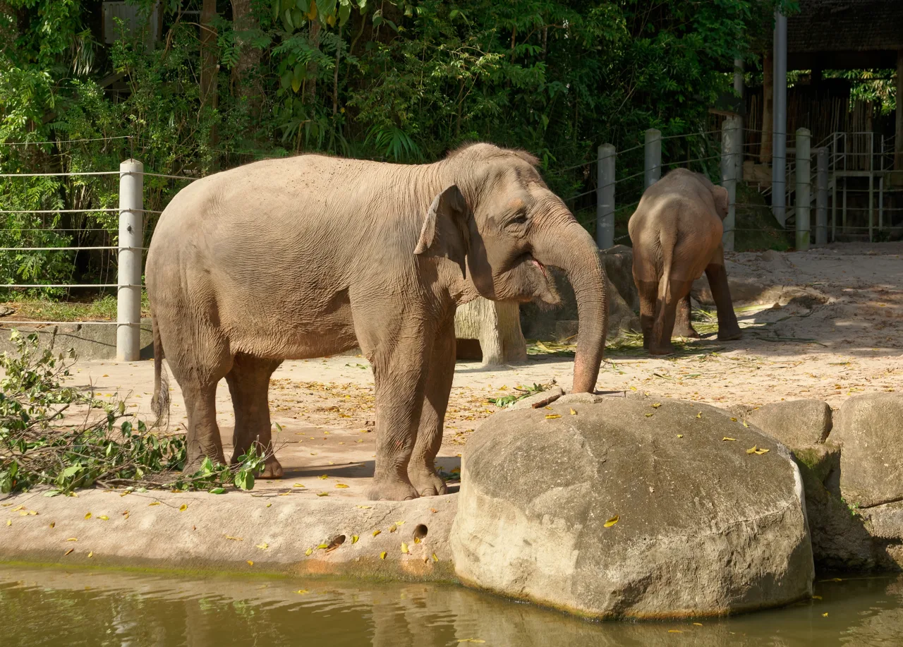 Two Asian elephants in the sandy yard at Elephants of Asia, Singapore Zoo, with the moat in the foreground