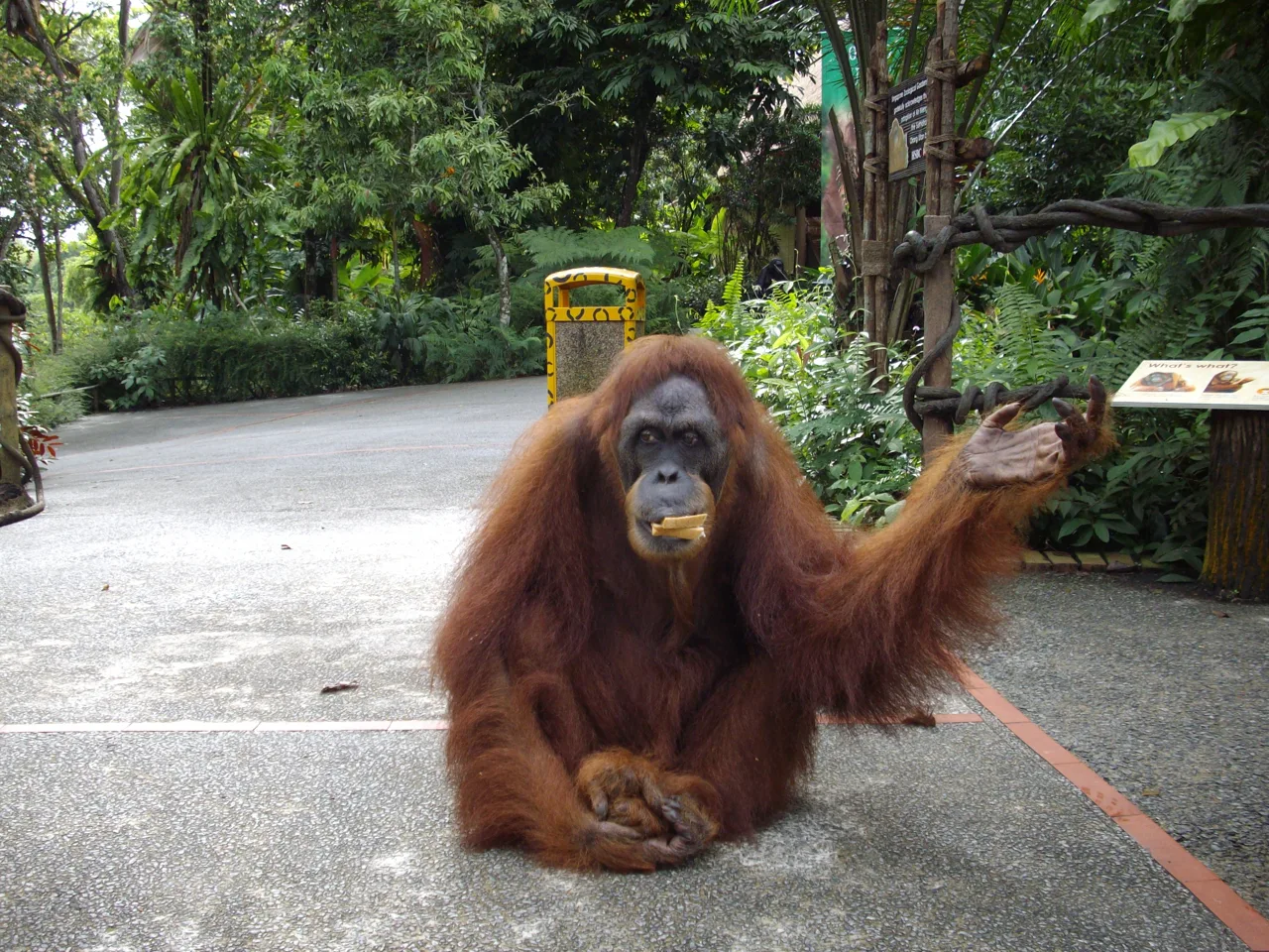 The orangutan Ah Meng sitting on a path at Singapore Zoo holding a piece of food, one arm raised