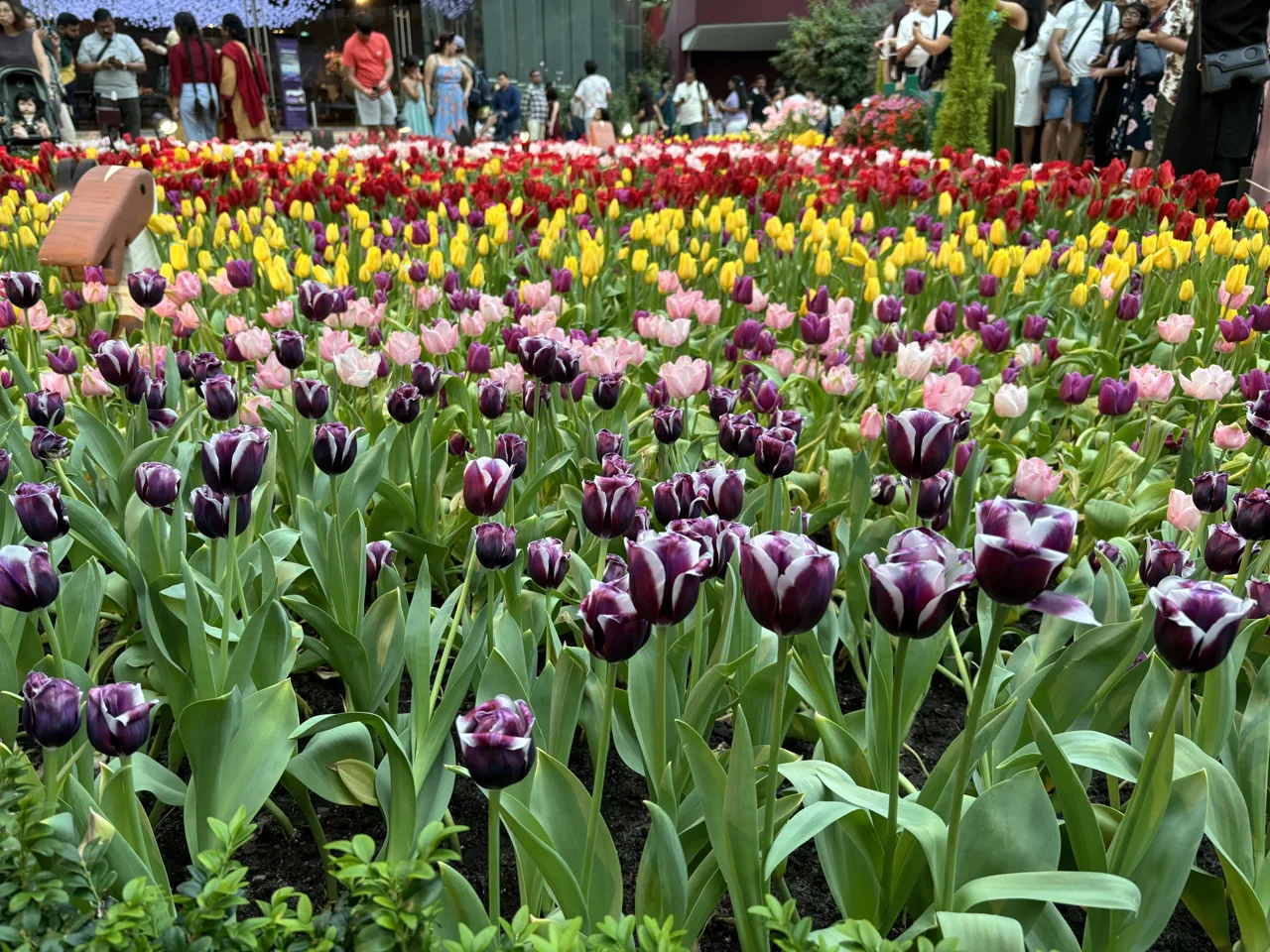 Beds of purple, pink, yellow and red tulips inside the Flower Dome at Gardens by the Bay, with visitors behind