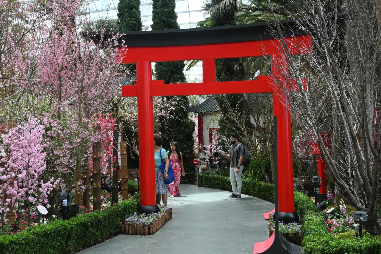 Visitors walking through a red torii gate between pink cherry blossom trees inside the Flower Dome at Gardens by the Bay
